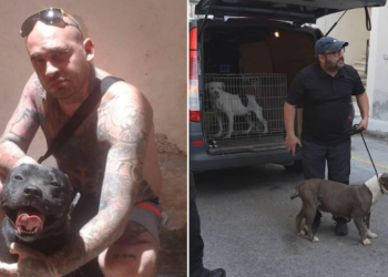 Msida, pitbull accoltellato a morte dal suo stesso padrone durante l’aggressione