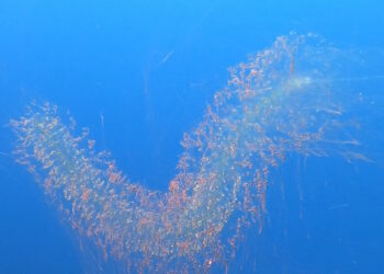 Attenzione al “serpente urticante” del mare; in aumento gli avvistamenti intorno alle isole