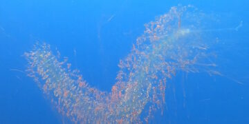 Attenzione al “serpente urticante” del mare; in aumento gli avvistamenti intorno alle isole