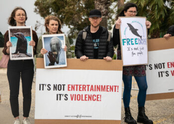 «Empty the Tanks», animalisti tornano a chiedere la revoca della licenza del Mediterraneo Marine Park