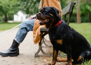 Cannabis, cane guida “strafatto” dal fumo passivo. Polemica sull’applicazione delle leggi