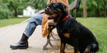 Cannabis, cane guida “strafatto” dal fumo passivo. Polemica sull’applicazione delle leggi