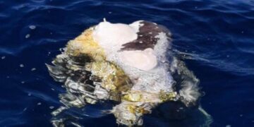 Carcassa di mucca decapitata recuperata in mare a Hondoq ir-Rummien