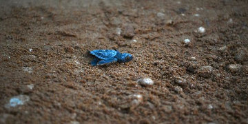A Gozo lo “spettacolo” della vita: sono nate 32 tartarughe Caretta caretta