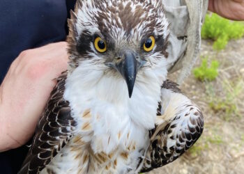 Un altro falco pescatore cade vittima della caccia illegale