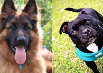 Le famiglie di Ruby e Kim lanciano raccolta fondi per fare causa al pet sitter: «vogliamo giustizia»
