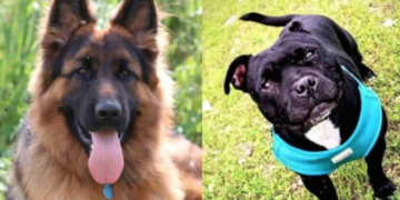 Le famiglie di Ruby e Kim lanciano raccolta fondi per fare causa al pet sitter: «vogliamo giustizia»