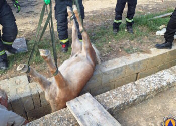 Pony finisce in un fosso largo solo 60 centimetri: salvato dalla Protezione Civile