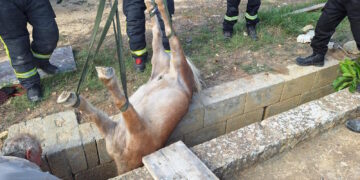 Pony finisce in un fosso largo solo 60 centimetri: salvato dalla Protezione Civile
