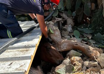 Cavalla incastrata tra pietre e fichi d’India: recuperata grazie alla Protezione Civile