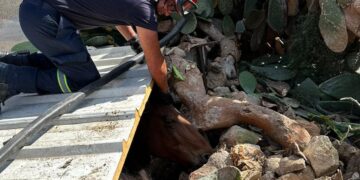 Cavalla incastrata tra pietre e fichi d’India: recuperata grazie alla Protezione Civile