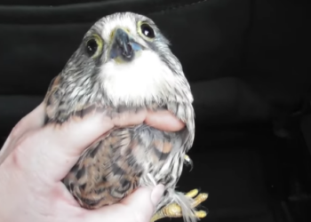 Caccia illegale, si allunga la lista delle vittime dei bracconieri