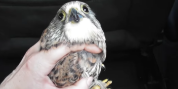 Caccia illegale, si allunga la lista delle vittime dei bracconieri