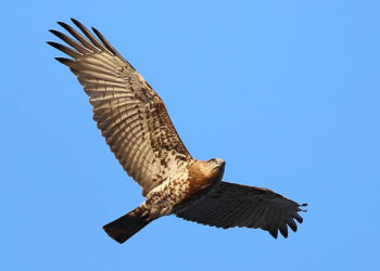 La rotta “maledetta” degli uccelli migratori: rapaci tracciati da GPS scompaiono nel nulla all’arrivo a Malta