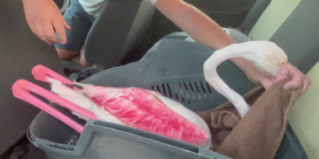 Un altro fenicottero finisce nel mirino dei bracconieri a Gozo