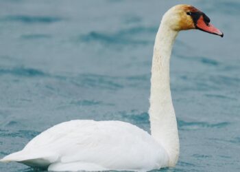 Cigno reale ferito avvistato tra le acque gozitane del porto di Mgarr