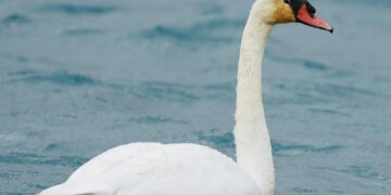 Cigno reale ferito avvistato tra le acque gozitane del porto di Mgarr