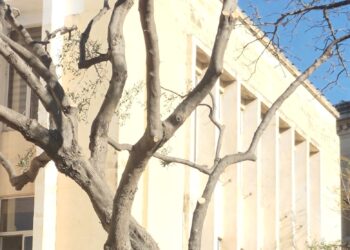 Ennesimo scivolone a Mosta, “spogliata” la chioma dell’ultimo albero. «Incredibile, hanno massacrato anche questo!»