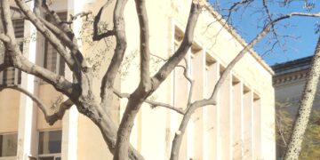 Ennesimo scivolone a Mosta, “spogliata” la chioma dell’ultimo albero. «Incredibile, hanno massacrato anche questo!»