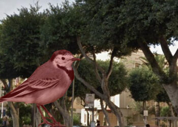 Mosta: cittadini e Ong in tumulto dopo l’ok alla rimozione di 12 ficus secolari che facevano da “nido” a rari esemplari di volatili