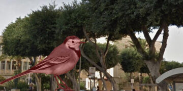 Mosta: cittadini e Ong in tumulto dopo l’ok alla rimozione di 12 ficus secolari che facevano da “nido” a rari esemplari di volatili