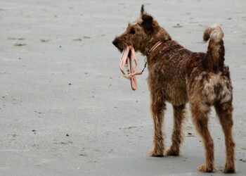 Carenza di personale, se ne va il manager dell’Animal Welfare Gozo. A rischio il futuro degli animali più sfortunati