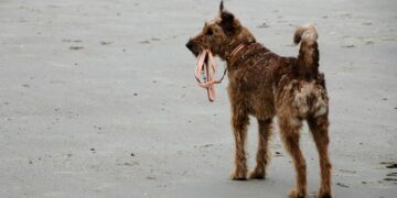 Carenza di personale, se ne va il manager dell’Animal Welfare Gozo. A rischio il futuro degli animali più sfortunati