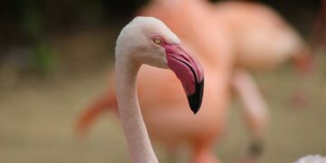 Fenicottero abbattuto a Qalet Marku, polizia arresta trentunenne