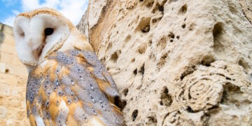 «Atto vile e criminale»: federazione dei cacciatori avvia indagine sul barbagianni recuperato con l’ala spezzata