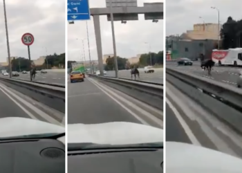 Cavallo in fuga nel traffico semina panico tra gli automobilisti a Marsa