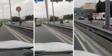 Cavallo in fuga nel traffico semina panico tra gli automobilisti a Marsa