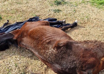Cavallo muore di fame e sete dopo mesi di atroci sofferenze