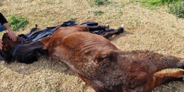 Cavallo muore di fame e sete dopo mesi di atroci sofferenze