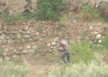 cacciatore spara e uccide esemplare tortora orientale specie protetta: assolto in appello