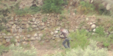 cacciatore spara e uccide esemplare tortora orientale specie protetta: assolto in appello