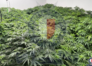 Operazioni antidroga, due persone in manette. A Mellieha una casa trasformata in fabbrica di marijuana