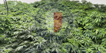 Operazioni antidroga, due persone in manette. A Mellieha una casa trasformata in fabbrica di marijuana