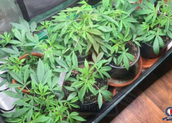Gli perquisiscono casa per un furto e ci trovano un «notevole» numero di piante di cannabis: arrestato 44enne