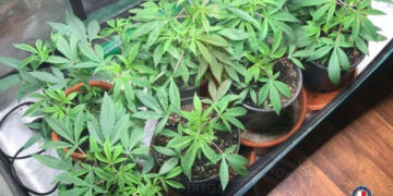 Gli perquisiscono casa per un furto e ci trovano un «notevole» numero di piante di cannabis: arrestato 44enne