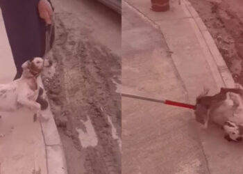 Commissario dell’Animal Welfare avvia le indagini dopo i video virali sui soccorritori del piccolo Snoops