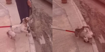 Commissario dell’Animal Welfare avvia le indagini dopo i video virali sui soccorritori del piccolo Snoops