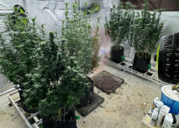 Coltivazione illegale di cannabis: convalida del fermo per il 40enne, libera su cauzione la giovane donna