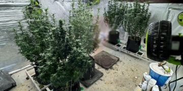 Coltivazione illegale di cannabis: convalida del fermo per il 40enne, libera su cauzione la giovane donna