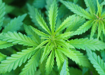 Cannabis a Malta: le novità del modello locale spiegate dal primo operatore italiano