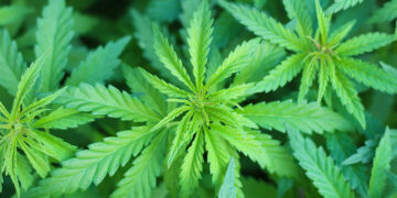 Cannabis a Malta: le novità del modello locale spiegate dal primo operatore italiano