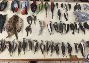 La polizia sequestra 2.500 uccelli di specie protetta imbalsamati: due uomini arrestati