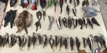 La polizia sequestra 2.500 uccelli di specie protetta imbalsamati: due uomini arrestati