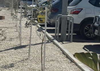 Il Comune di Mosta attacca gli «ulivi da 5 euro» piantati fuori dall’Eurospin, ma scatta la gogna social