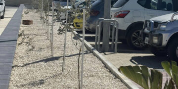 Il Comune di Mosta attacca gli «ulivi da 5 euro» piantati fuori dall’Eurospin, ma scatta la gogna social