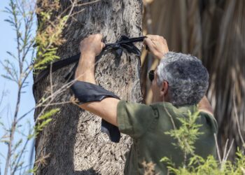 Alberi “a lutto” sulla strada Victoria-Marsalforn in protesta contro lo sradicamento di centinaia di piante